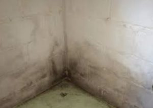 Mould cleaning