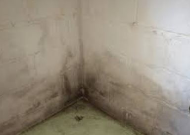 Mould in an internal wall